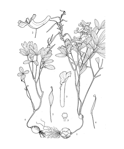 Natural compounds from  Corydalis yanhusuo